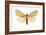 Isabella Tiger Moth (Isia Isabella), Insects-Encyclopaedia Britannica-Framed Art Print