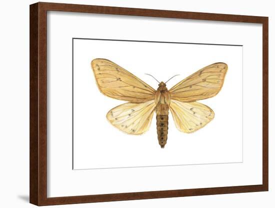 Isabella Tiger Moth (Isia Isabella), Insects-Encyclopaedia Britannica-Framed Art Print