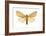 Isabella Tiger Moth (Isia Isabella), Insects-Encyclopaedia Britannica-Framed Art Print