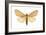 Isabella Tiger Moth (Isia Isabella), Insects-Encyclopaedia Britannica-Framed Art Print