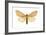 Isabella Tiger Moth (Isia Isabella), Insects-Encyclopaedia Britannica-Framed Art Print