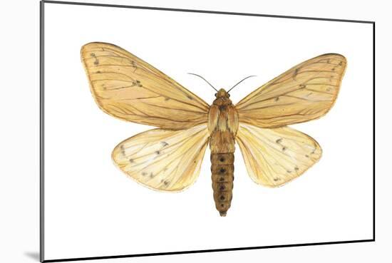 Isabella Tiger Moth (Isia Isabella), Insects-Encyclopaedia Britannica-Mounted Art Print