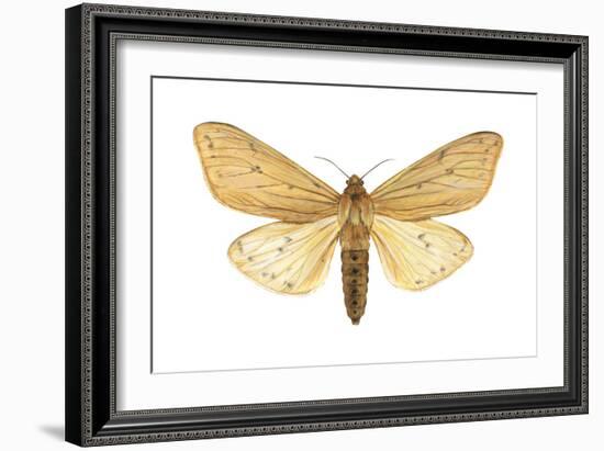 Isabella Tiger Moth (Isia Isabella), Insects-Encyclopaedia Britannica-Framed Art Print