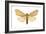 Isabella Tiger Moth (Isia Isabella), Insects-Encyclopaedia Britannica-Framed Art Print