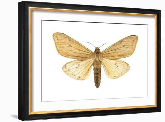 Isabella Tiger Moth (Isia Isabella), Insects-Encyclopaedia Britannica-Framed Art Print