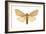 Isabella Tiger Moth (Isia Isabella), Insects-Encyclopaedia Britannica-Framed Art Print