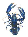 A Blue Lobster-Isabelle Brent-Photographic Print