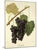 Isabelle Grape-J. Troncy-Mounted Giclee Print