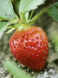 Strawberry on the Plant-Isabelle Rozenbaum-Photographic Print