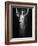 Isadora Duncan (1877-1927)-Arnold Genthe-Framed Photographic Print