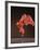 Isadora-Bill Cooper-Framed Giclee Print