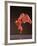 Isadora-Bill Cooper-Framed Giclee Print