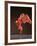 Isadora-Bill Cooper-Framed Giclee Print