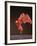 Isadora-Bill Cooper-Framed Giclee Print