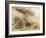 Isambard Kingdom Brunel beside the 'Great Eastern', c1857-Robert Howlett-Framed Photographic Print