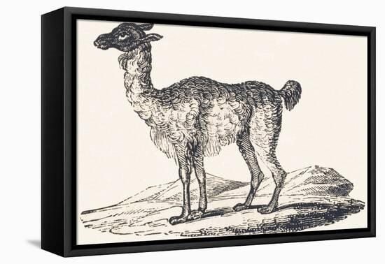 Isard, 1850 (Engraving)-Louis Simon (1810-1870) Lassalle-Framed Premier Image Canvas