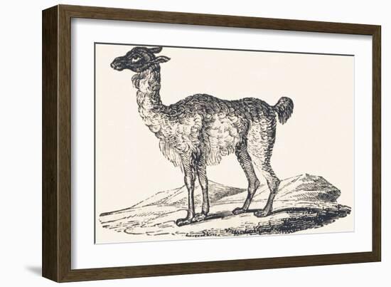 Isard, 1850 (Engraving)-Louis Simon (1810-1870) Lassalle-Framed Giclee Print