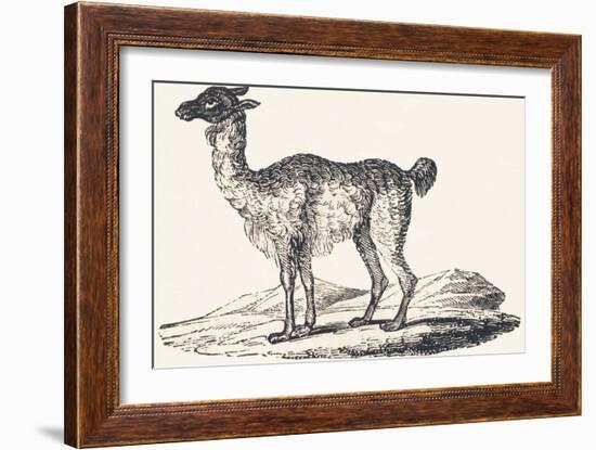 Isard, 1850 (Engraving)-Louis Simon (1810-1870) Lassalle-Framed Giclee Print