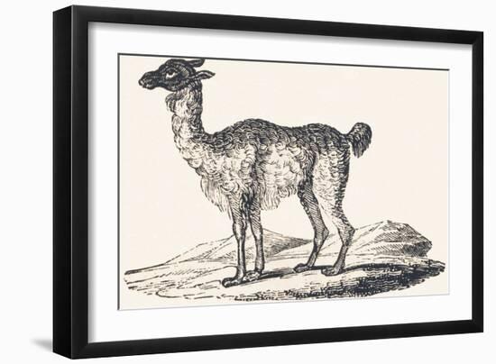 Isard, 1850 (Engraving)-Louis Simon (1810-1870) Lassalle-Framed Giclee Print