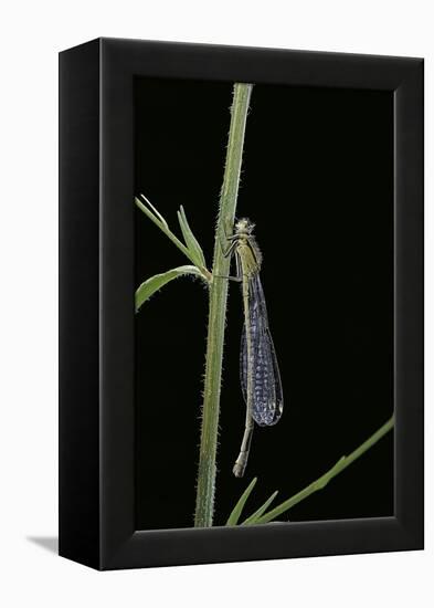 Ischnura Elegans (Blue-Tailed Damselfly)-Paul Starosta-Framed Premier Image Canvas