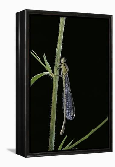 Ischnura Elegans (Blue-Tailed Damselfly)-Paul Starosta-Framed Premier Image Canvas