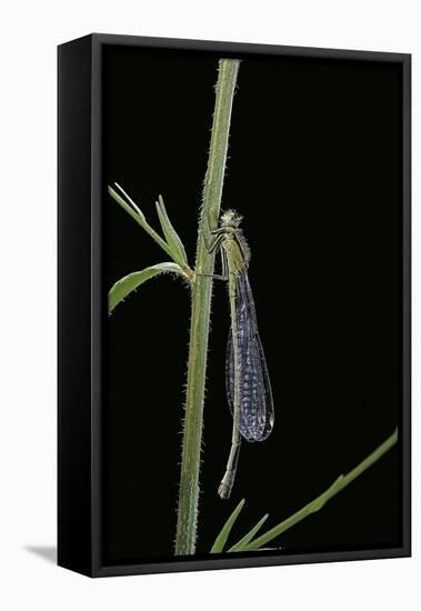 Ischnura Elegans (Blue-Tailed Damselfly)-Paul Starosta-Framed Premier Image Canvas