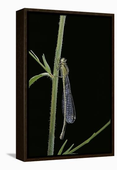 Ischnura Elegans (Blue-Tailed Damselfly)-Paul Starosta-Framed Premier Image Canvas