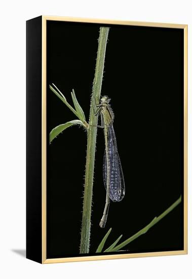 Ischnura Elegans (Blue-Tailed Damselfly)-Paul Starosta-Framed Premier Image Canvas