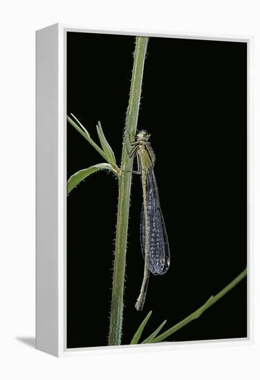 Ischnura Elegans (Blue-Tailed Damselfly)-Paul Starosta-Framed Premier Image Canvas