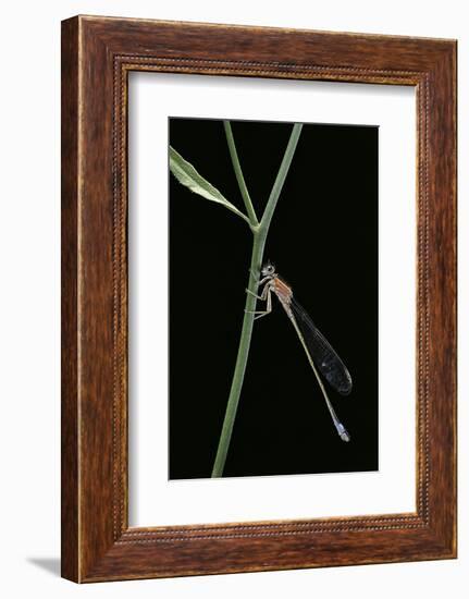 Ischnura Elegans (Blue-Tailed Damselfly)-Paul Starosta-Framed Photographic Print