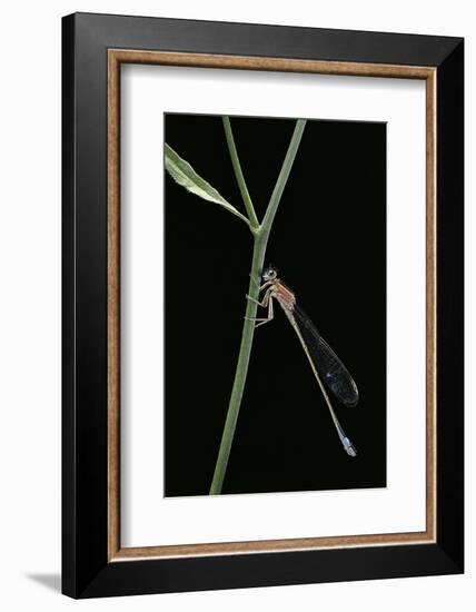 Ischnura Elegans (Blue-Tailed Damselfly)-Paul Starosta-Framed Photographic Print