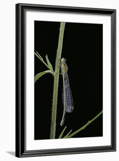 Ischnura Elegans (Blue-Tailed Damselfly)-Paul Starosta-Framed Photographic Print