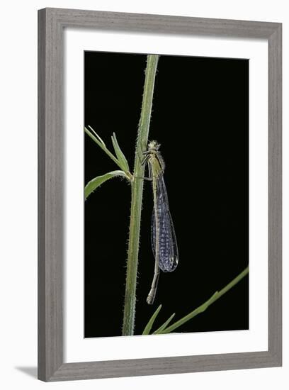 Ischnura Elegans (Blue-Tailed Damselfly)-Paul Starosta-Framed Photographic Print