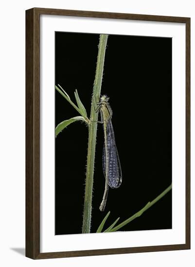 Ischnura Elegans (Blue-Tailed Damselfly)-Paul Starosta-Framed Photographic Print