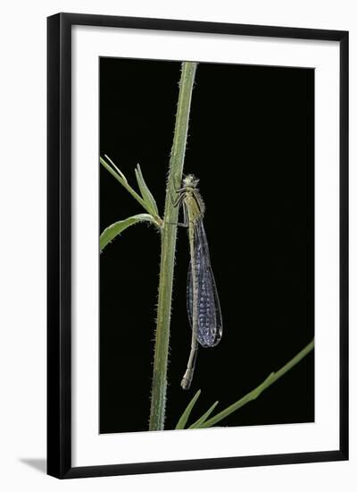 Ischnura Elegans (Blue-Tailed Damselfly)-Paul Starosta-Framed Photographic Print