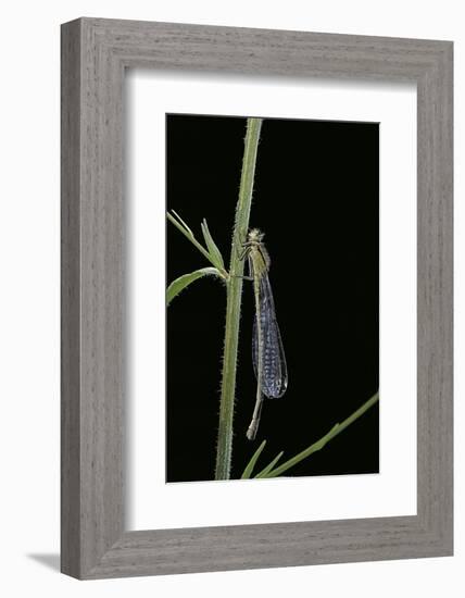 Ischnura Elegans (Blue-Tailed Damselfly)-Paul Starosta-Framed Photographic Print