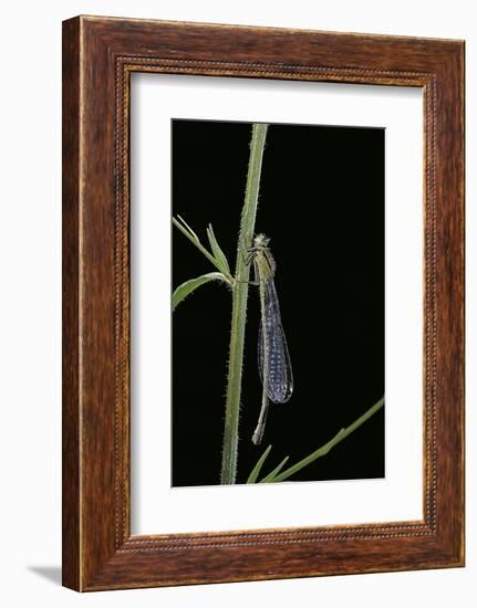 Ischnura Elegans (Blue-Tailed Damselfly)-Paul Starosta-Framed Photographic Print