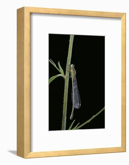 Ischnura Elegans (Blue-Tailed Damselfly)-Paul Starosta-Framed Photographic Print