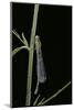 Ischnura Elegans (Blue-Tailed Damselfly)-Paul Starosta-Mounted Photographic Print