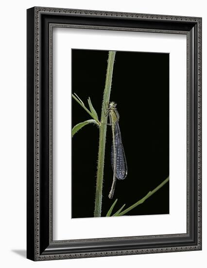 Ischnura Elegans (Blue-Tailed Damselfly)-Paul Starosta-Framed Photographic Print