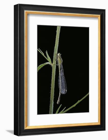 Ischnura Elegans (Blue-Tailed Damselfly)-Paul Starosta-Framed Photographic Print