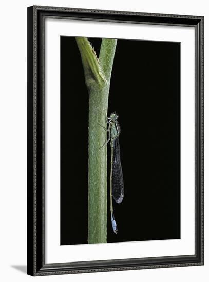 Ischnura Elegans (Blue-Tailed Damselfly)-Paul Starosta-Framed Photographic Print