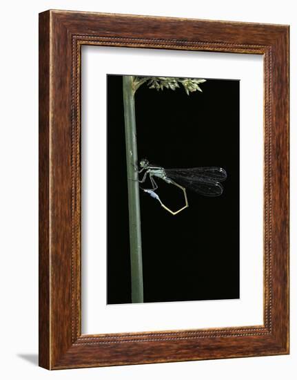 Ischnura Elegans (Blue-Tailed Damselfly)-Paul Starosta-Framed Photographic Print