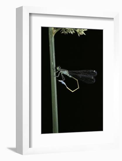 Ischnura Elegans (Blue-Tailed Damselfly)-Paul Starosta-Framed Photographic Print