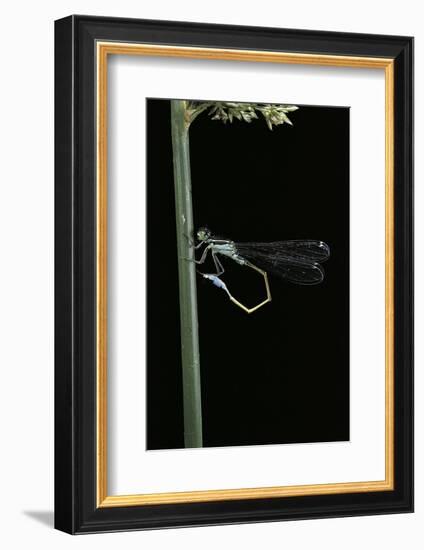 Ischnura Elegans (Blue-Tailed Damselfly)-Paul Starosta-Framed Photographic Print