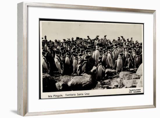 Isla Pinguin, Territorio Santa Cruz, Ansammlung Von Pinguinen-null-Framed Giclee Print