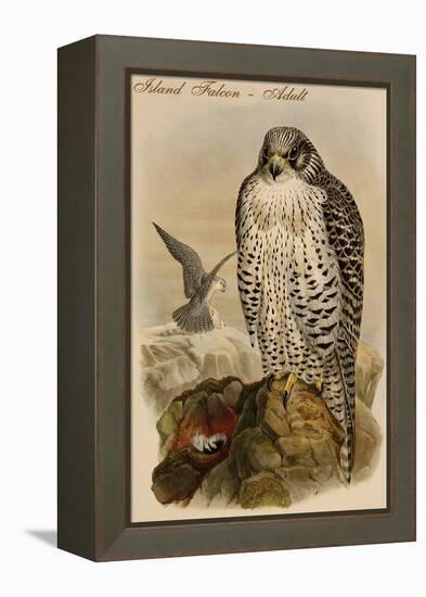 Island Falcon - Adult-John Gould-Framed Stretched Canvas