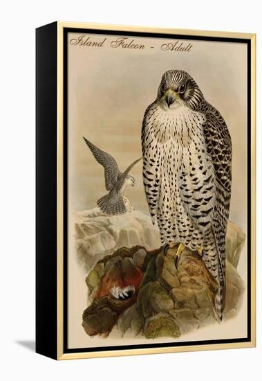 Island Falcon - Adult-John Gould-Framed Stretched Canvas