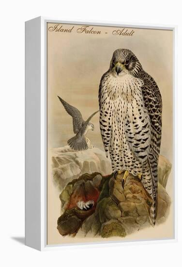 Island Falcon - Adult-John Gould-Framed Stretched Canvas