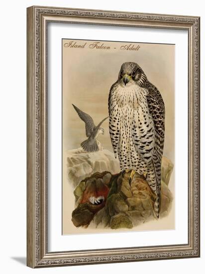 Island Falcon - Adult-John Gould-Framed Art Print